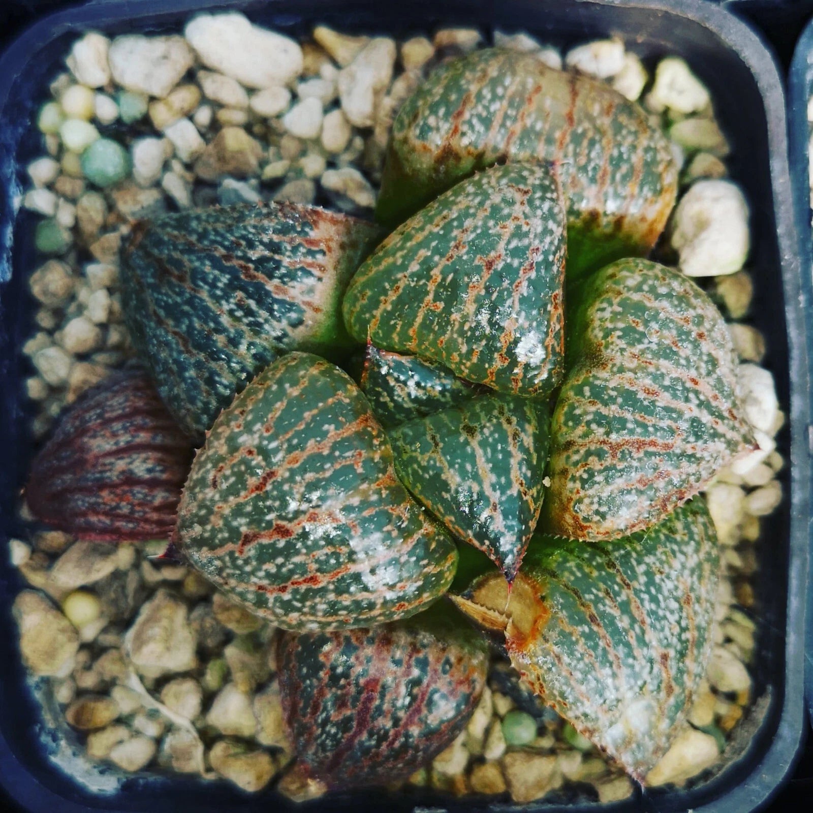 HW165 Haworthia splendens 'PINK LADY', Phyto available