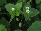 100 Chickweed Seeds - Stellaria media - Non-GMO Medicinal and Edible Plant