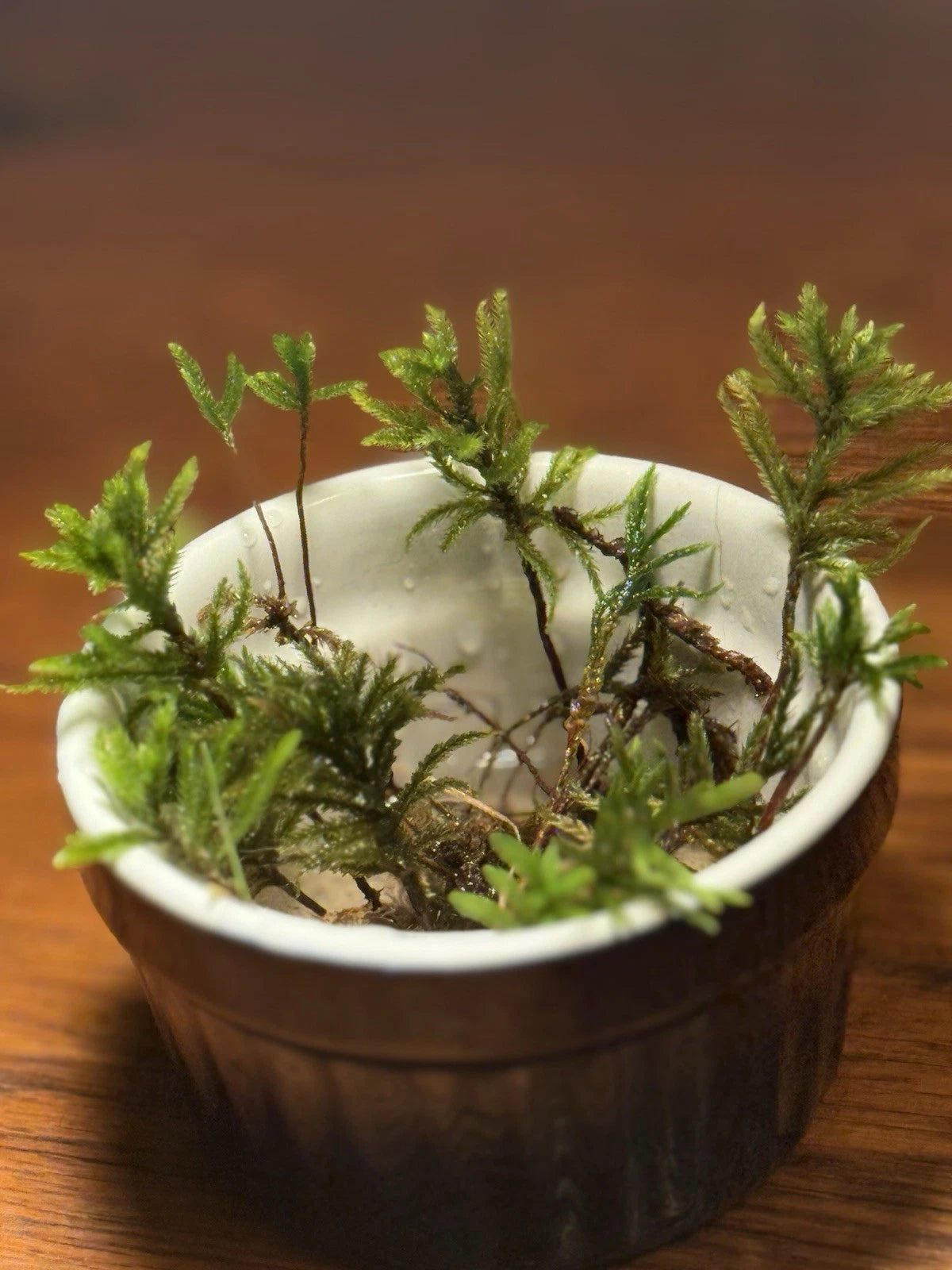 14 Organic Appalachian Climacium Tree Moss Variety Baby & Adult Trees With Roots