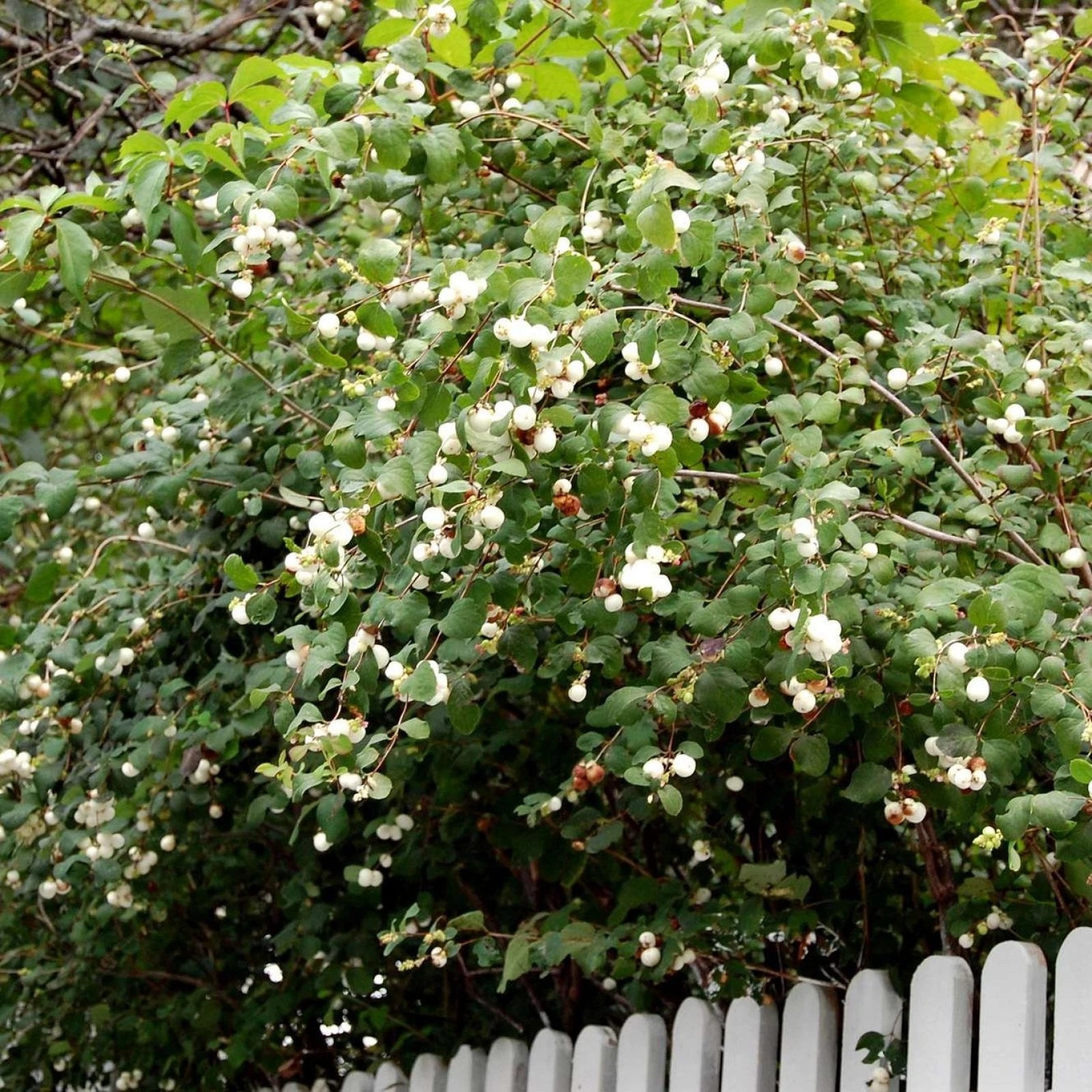 SNOWBERRY Symphoricarpos Albus - 10 SEEDS