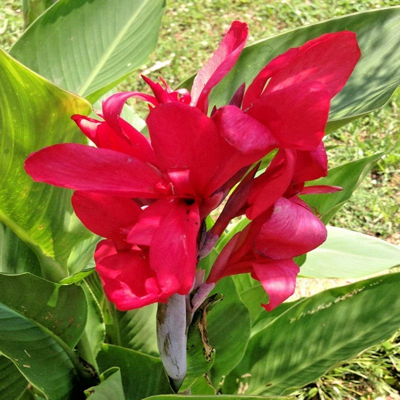 10 DWARF RED CANNA SEEEDS