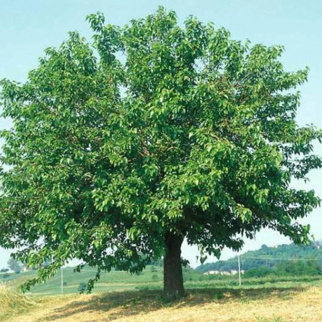 WHITE MULBERRY Morus Alba - 100+ SEEDS
