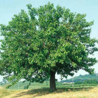 WHITE MULBERRY Morus Alba - 100+ SEEDS