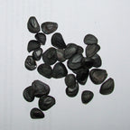 SOAP WEED Yucca Glauca - 25+ SEEDS