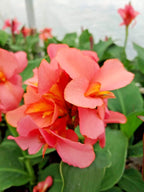 12 MANGO CANNOVA CANNA SEEEDS