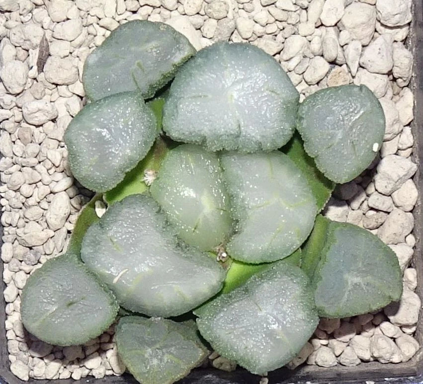 HW124 Haworthia maughanii 'AMATERASU', Phyto available