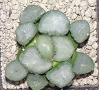 HW124 Haworthia maughanii 'AMATERASU', Phyto available