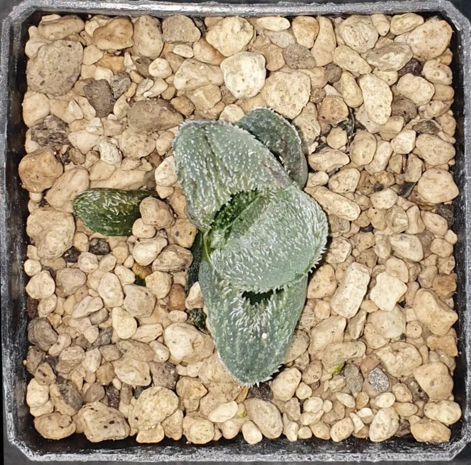 HW128 Haworthia Pygmaea 'YUKIHIME', Phyto available
