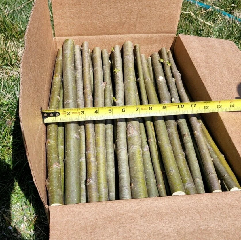 25 Huge Austree Hybrid Willow Cuttings Fast Growing Privacy Tree Hedge 18 inch