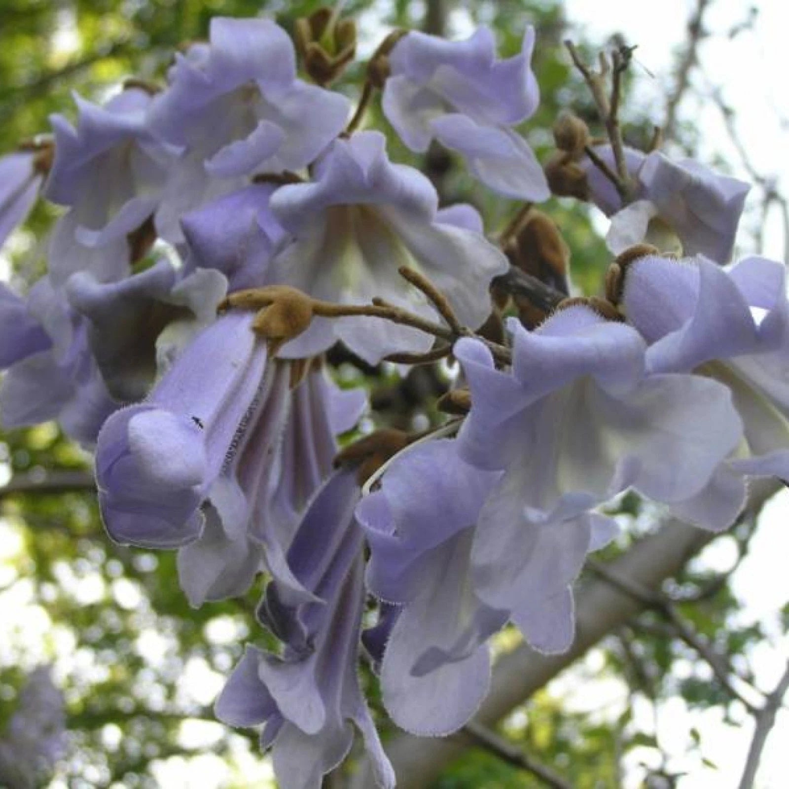 PRINCESS TREE Paulownia Tomentosa - 1000 SEEDS