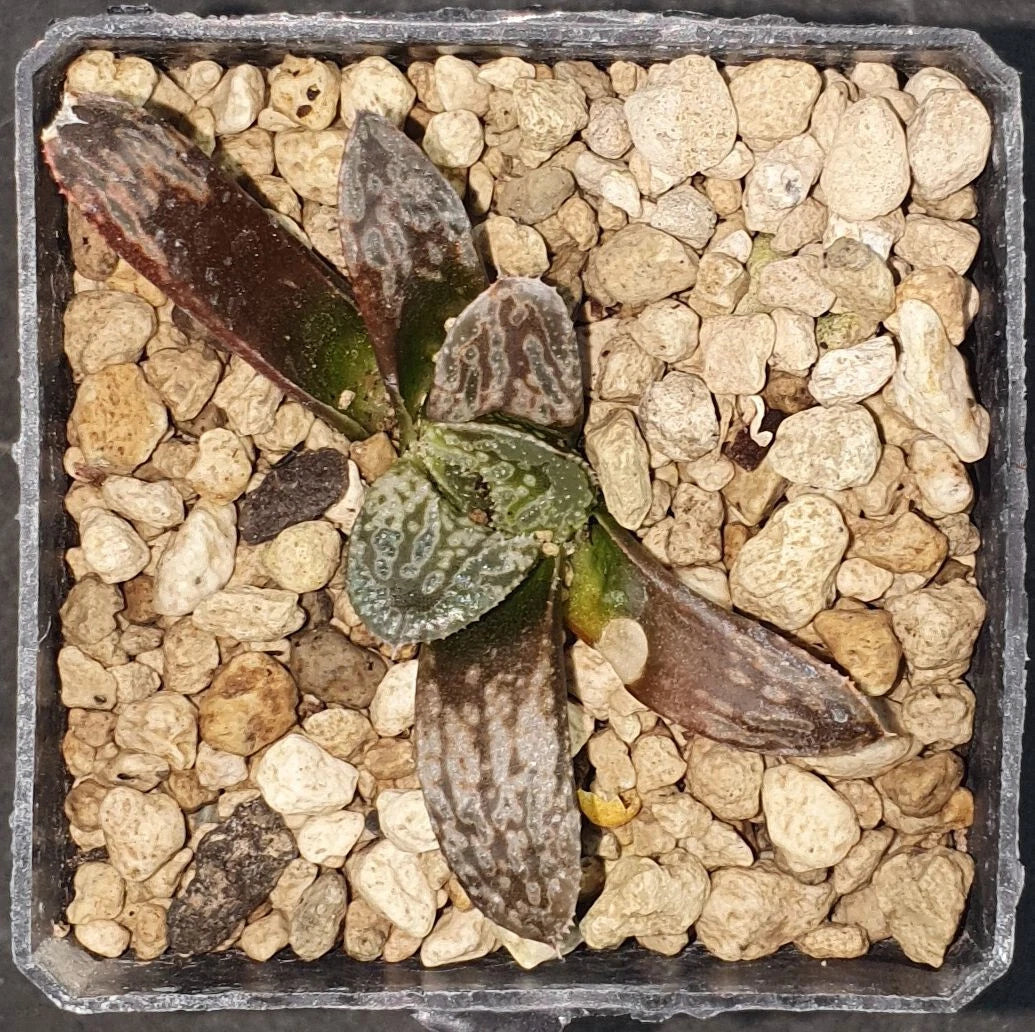 HW160 Haworthia 'Python' , Phyto available