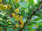 EUROPEAN BARBERRY Berberis Vulgaris - 10+ SEEDS