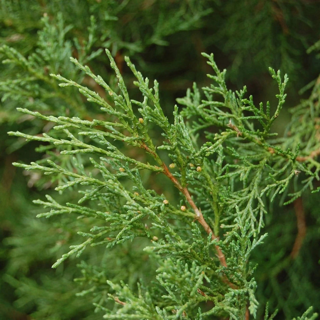 EASTERN RED CEDAR Juniperus Virginiana - 30+ SEEDS. *FREE S&H*