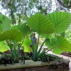 **THAILAND GIANT** Elephant Ear Colocasia Esculenta Starter Plant**USA Seller**
