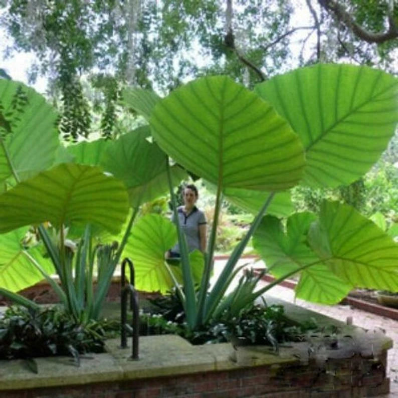 **THAILAND GIANT** Elephant Ear Colocasia Esculenta Starter Plant**USA Seller**