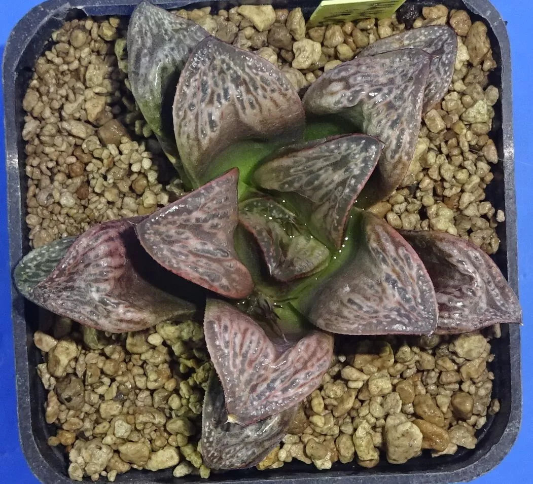 HW149 Haworthia splendens 'INCAROSE' Silver Mutica x Splendens, Phyto available