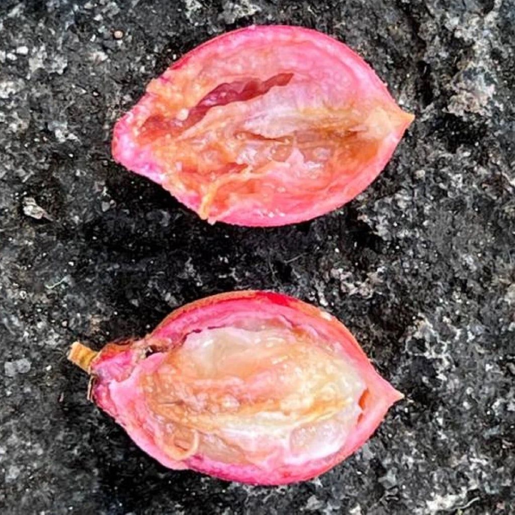 ~Transvaal MilkPlum Tree~ Englerophytum magalismontanu