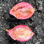 ~Transvaal MilkPlum Tree~ Englerophytum magalismontanu