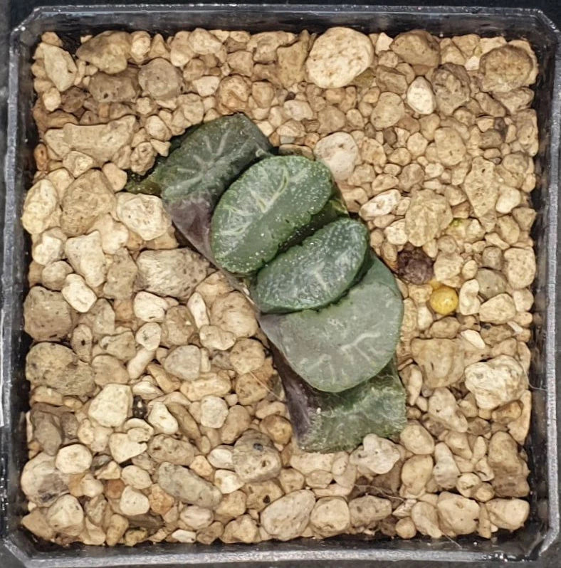 HW153 Haworthia truncata 'HAKUJI LENS', Phyto available