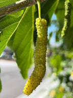 10x White Delicious Super Sweet Shahtoot Mulberry Organic unrooted cuttings