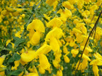SCOTCH BROOM Cytisus Scoparius - 25 SEEDS. FREE S&H