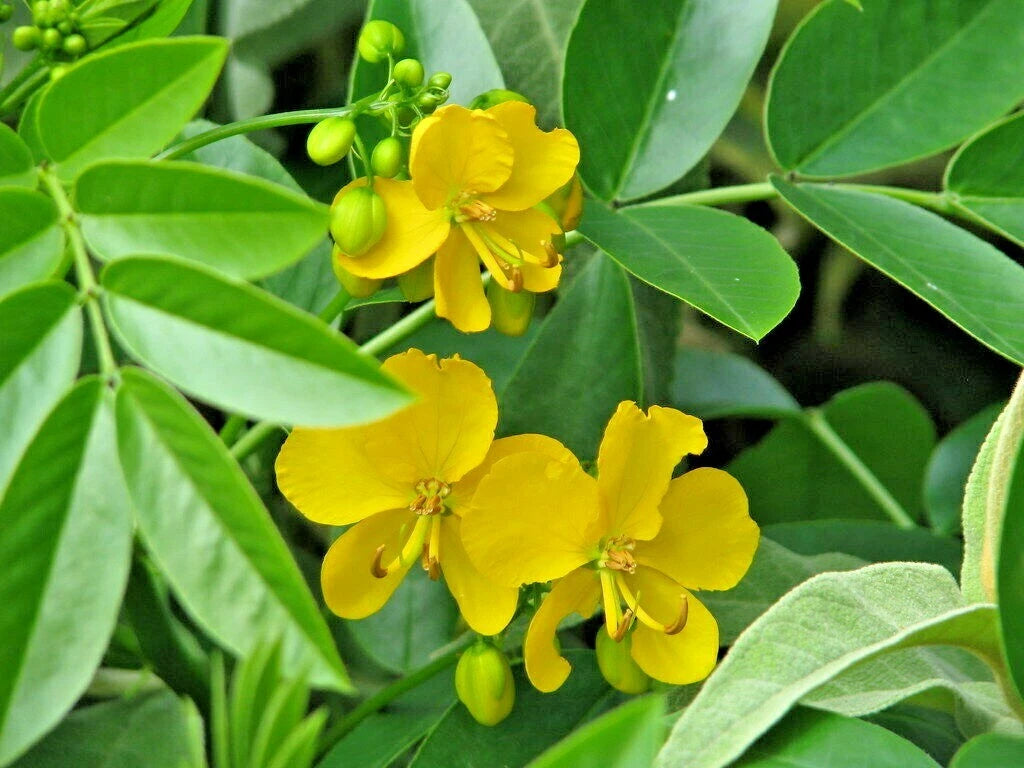 15 ARGENTINE SENNA SEEEDS - Senna corymbosa