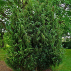 COMMON JUNIPER Juniperus Communis - 5+ SEEDS