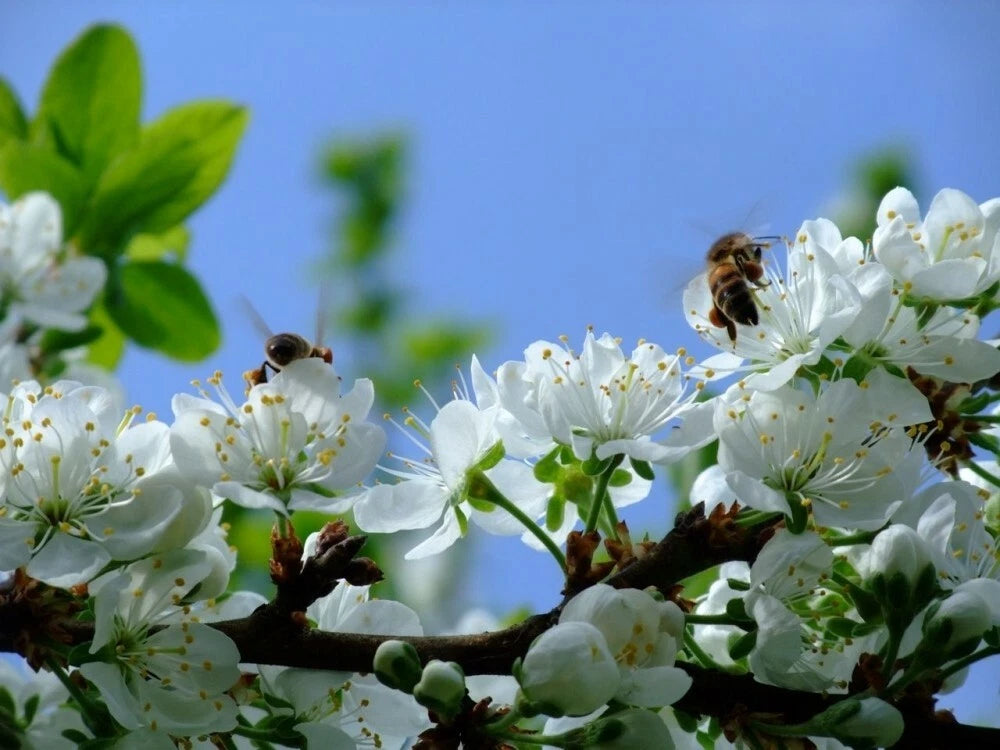 EUROPEAN PLUM Prunus Domestica - 5 SEEDS