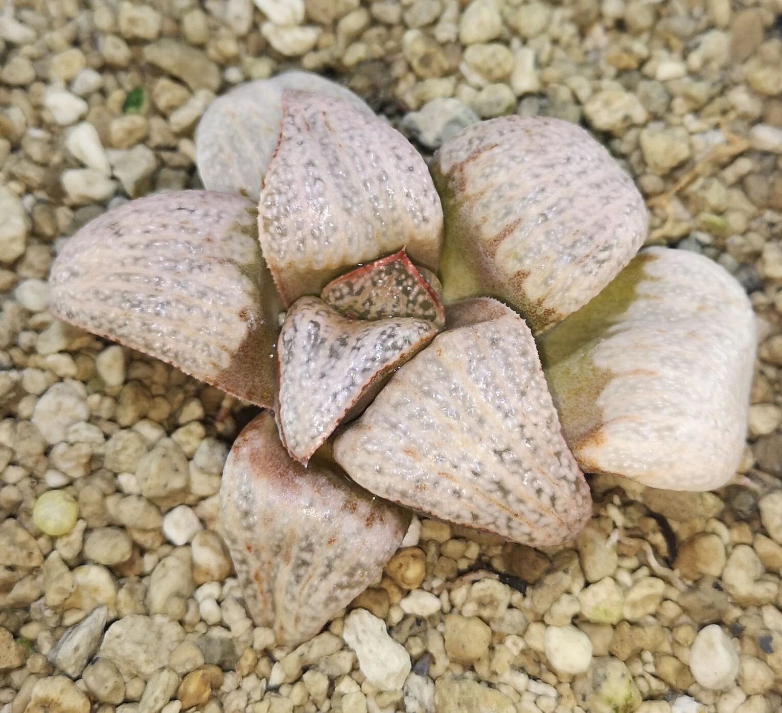 HW159  Haworthia splendens 'AUDREY', Phyto available