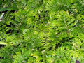 Fresh Fern Moss Perfect for Terrariums and Bonsai - Two 9x12 inch sheets