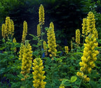 CAROLINA LUPINE Thermopsis caroliniana villosa - 10+ SEEDS