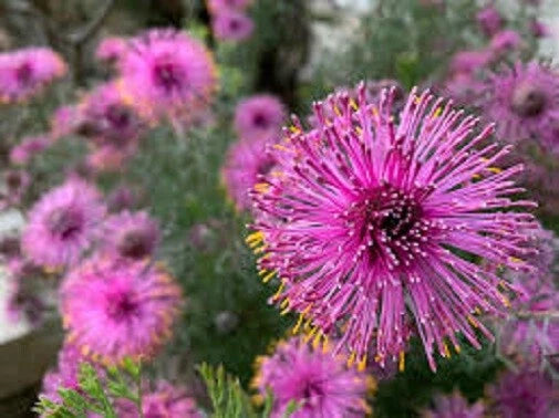 Isopogon formosus Rose Coneflower 10 seeds