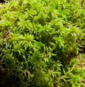 Premium Live Organic Sphagnum Moss Orchid Terrarium Carnivorous Plants 1GL ~3LB