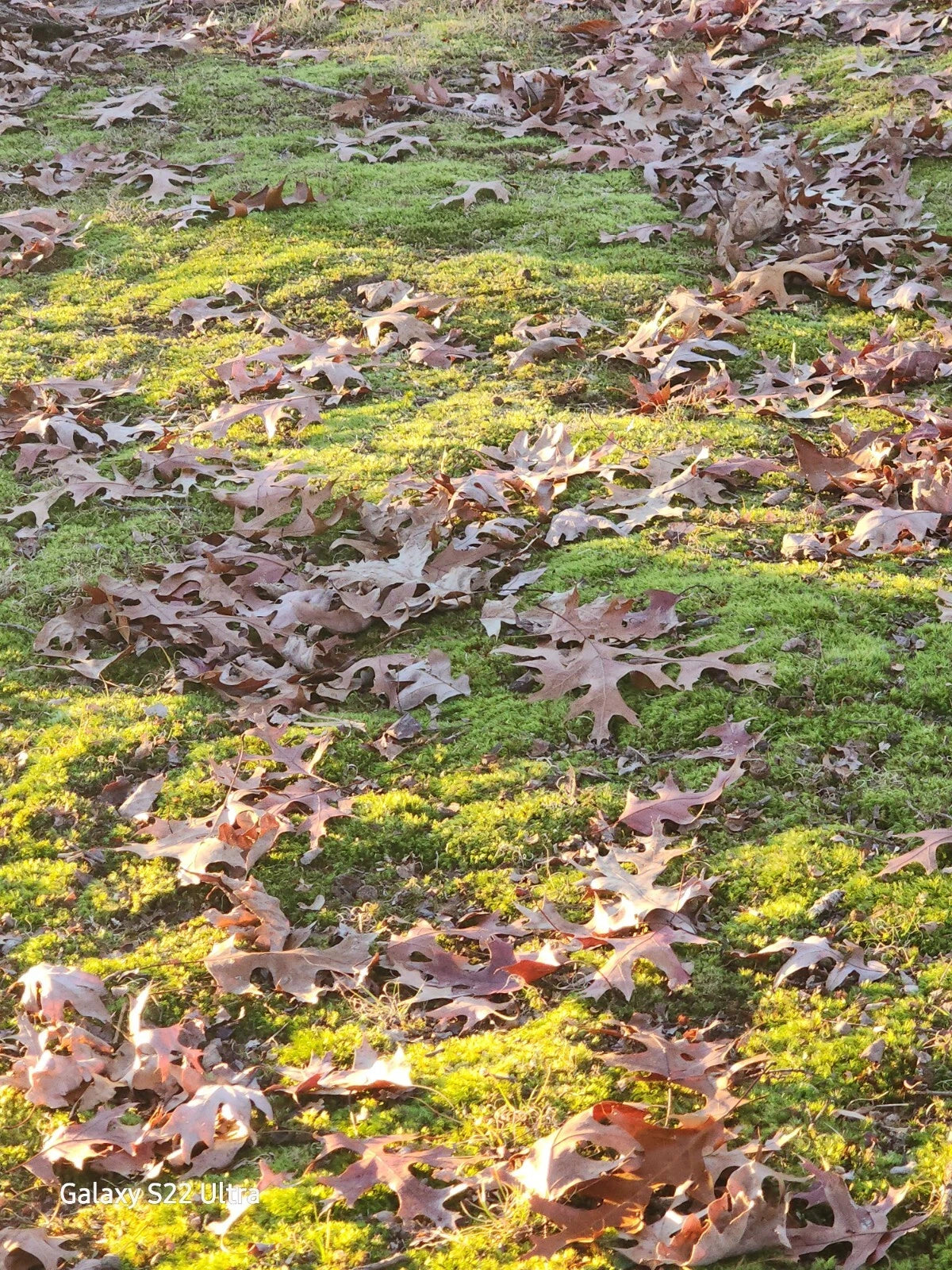 10 QUART Bags Full Kentucky Live Mix Cushion, Mood & Fern Moss Assortment