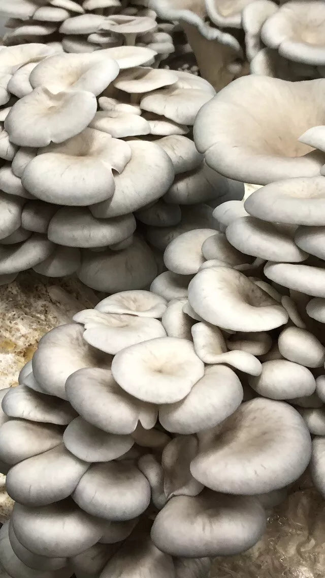 Grey Oyster Mushroom Plug Spawn 500X -FREE USA shipping