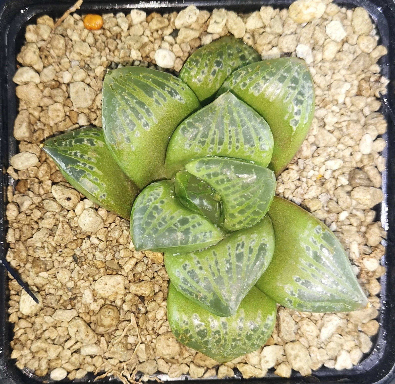 HW181 Haworthia 'Bu_bles'¥Х֥륺
