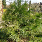 HIMALAYAN BLUE PINE Pinus Wallichiana griffithi - 10 SEEDS