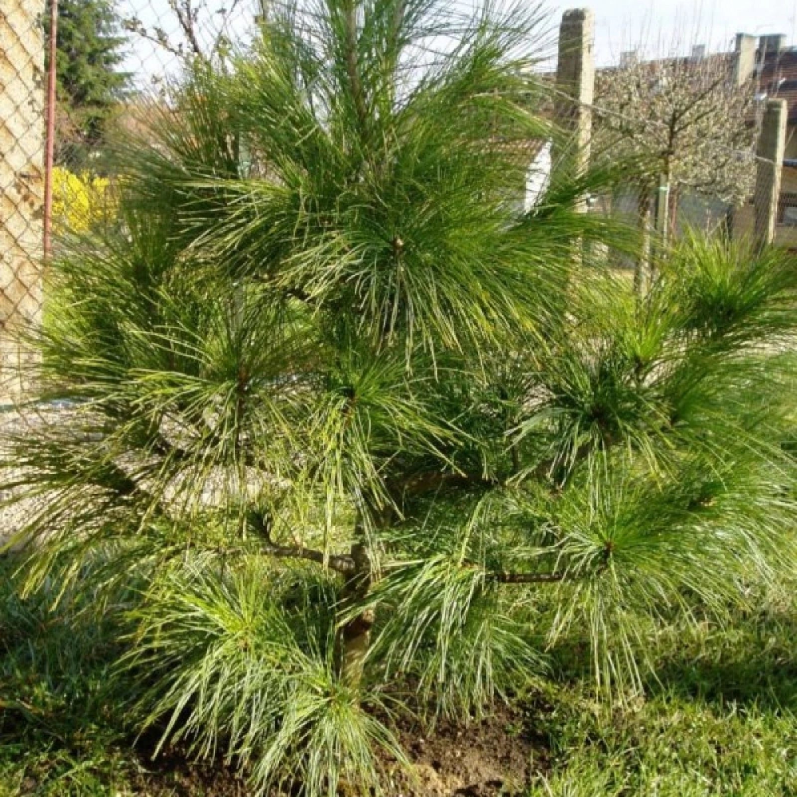 HIMALAYAN BLUE PINE Pinus Wallichiana griffithi - 10 SEEDS