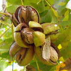PAPERSHELL PECAN Carya Illinoensis - 5 SEEDS