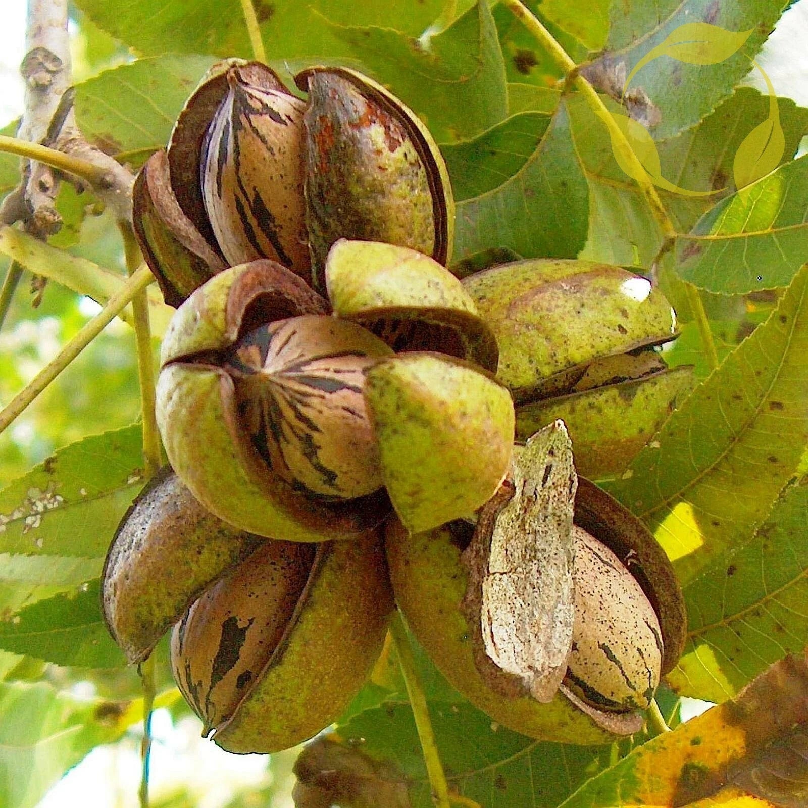 PAPERSHELL PECAN Carya Illinoensis - 5 SEEDS