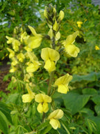 CAROLINA LUPINE Thermopsis caroliniana villosa - 10+ SEEDS