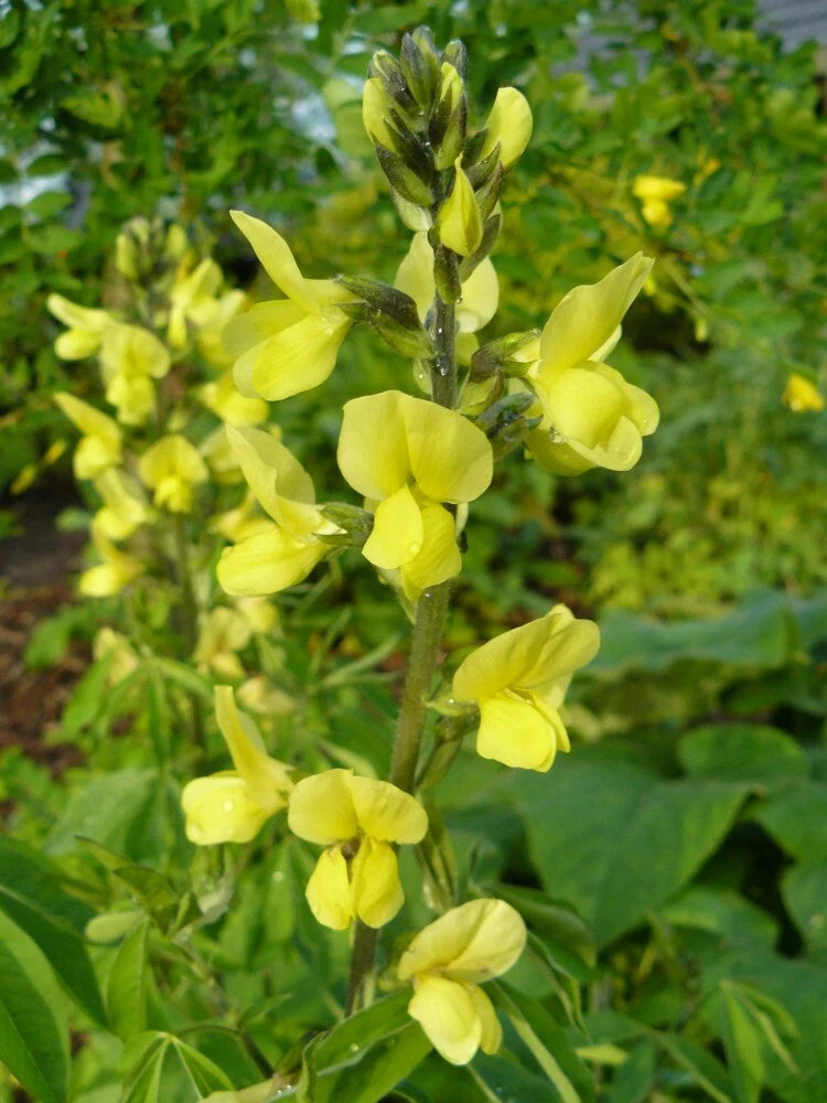 CAROLINA LUPINE Thermopsis caroliniana villosa - 10+ SEEDS