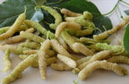 10x White Delicious Super Sweet Shahtoot Mulberry Organic unrooted cuttings