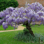 CHINESE BLUE WISTERIA Wisteria Sinensis - 5 SEEDS. FREE S&H