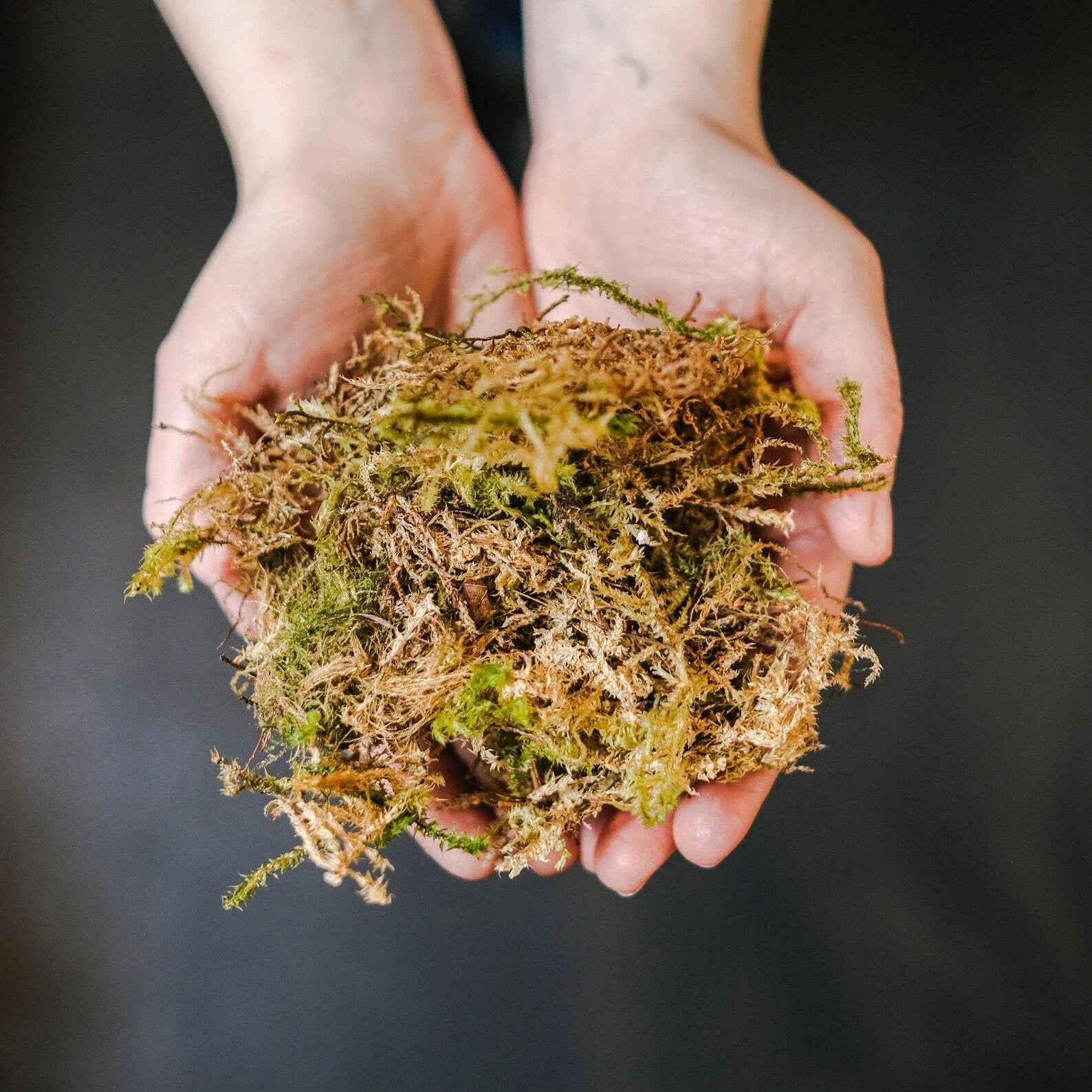 1 oz Dried Forest Moss Organic, Snack Bag Garden Moss Terrarium Vivarium Garden