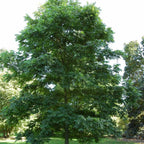 PAPERSHELL PECAN Carya Illinoensis - 5 SEEDS