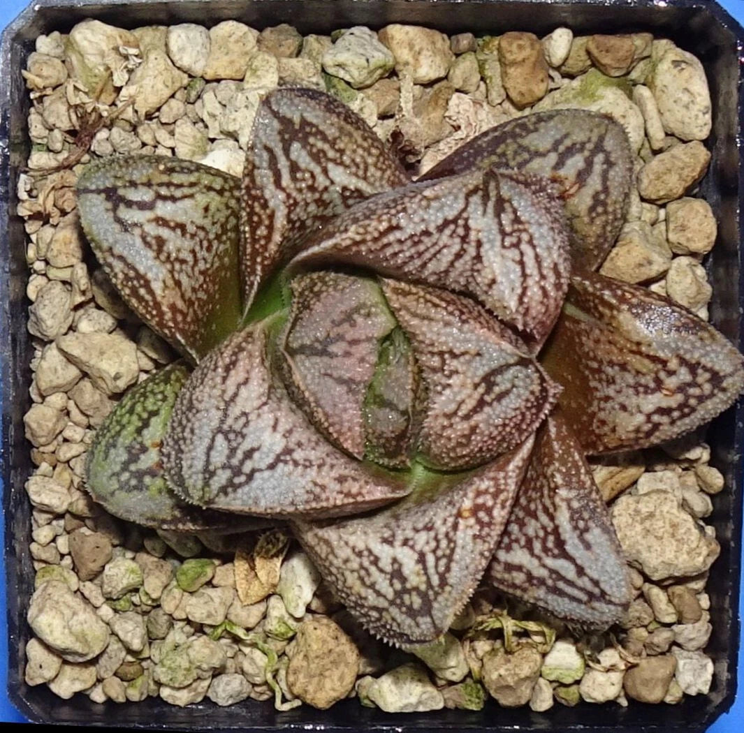 HW177 Haworthia white snakeHAKUJA Renny Wong hybrid, Phyto available