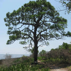 YELLOW SLASH PINE Pinus Elliottii - 10+ SEEDS