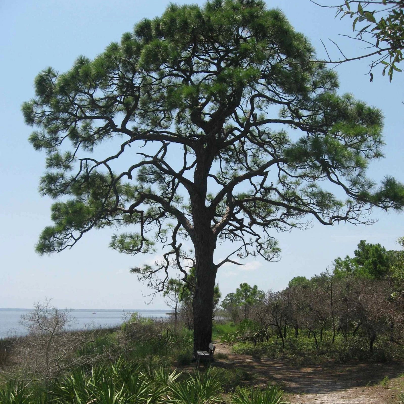YELLOW SLASH PINE Pinus Elliottii - 10+ SEEDS