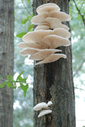 100+ Organic Pearl Oyster Gourmet mushroom Plugs